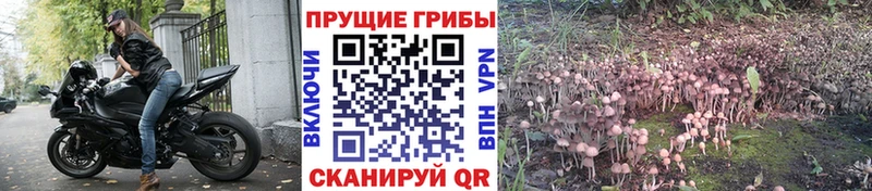 Купить закладки  Спасск  Галлюциногенные грибы MAGIC MUSHROOMS 